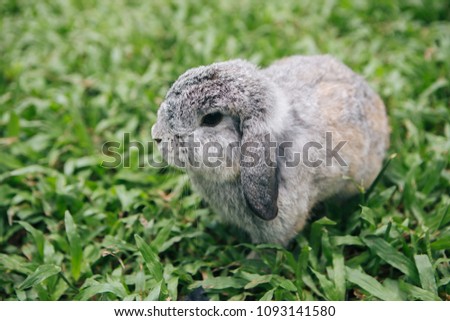 rabbit on grass in the garden
