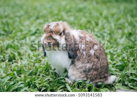 rabbit on grass in the garden