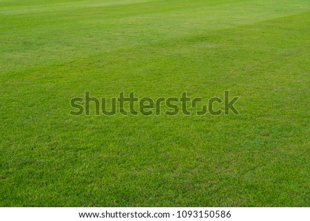 Soccer field  or football field background.