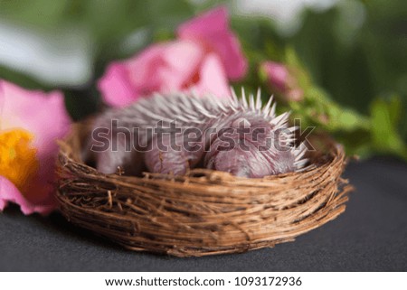 newborn hedgehogs in baskets of flowers. In the style of newborn photos