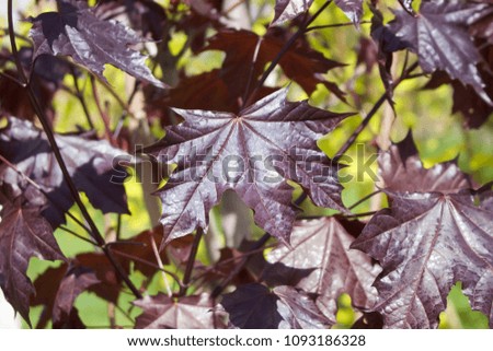 A plant with dark leaves.