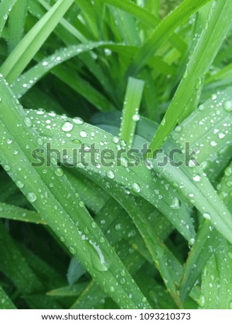 
Drops of dew on the leaves of the bush
