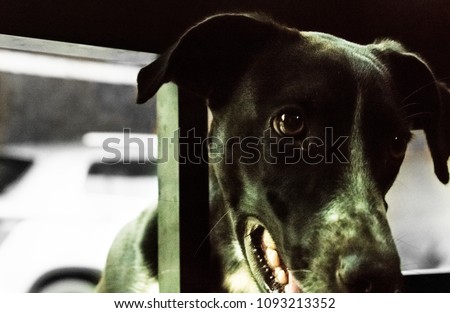 black dog with an innocent and restless look