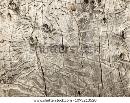 Beautiful old tree in the park. Texture background close up view.
