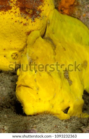 Commerson's frogfish or the giant frogfish, Antennarius commerson