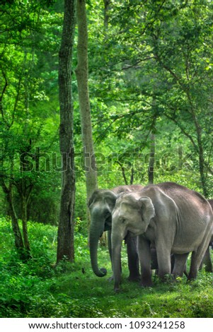 Herd of Indian elephants 