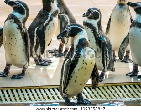 penquin with friends close up standing show in side view in thailand.