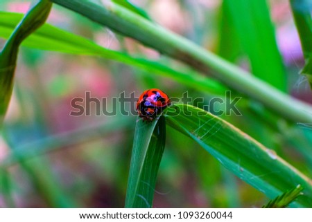 Blur and Noise Image of ladybug on the green leaf with blur background.Visible Noise due to High ISO shoot.