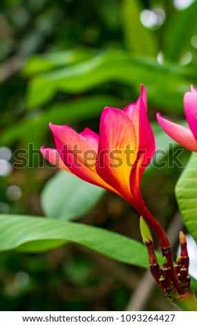 A red plumeria flower on the tree by blur background