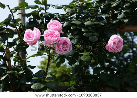 Beautiful roses blooming in early summer