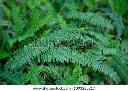 green fern leafs background  in the forest