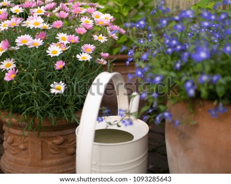Flowerpot with white and pink daisies, white tin watering can and flowerpot with blue flowers. Still life and background picture.