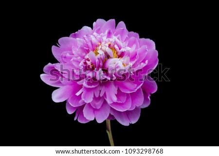 Peony In Bloom, close up of beautiful flower isolated with black background