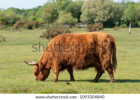 Red haired Highland cattle grazing on pasture in the New Forest, Hampshire, England