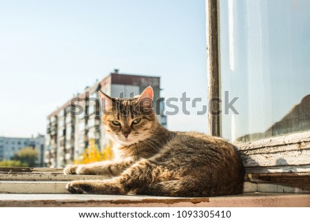 Cat sit on window frame.View from the window at the sky. sunny room.Cat sit on sunset Open window.light against high house and blue sky.Kitty sit on wooden windowsill and look down. Autumn season