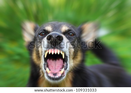 Barking enraged shepherd dog outdoors. The dog looks aggressive, dangerous and may be infected by rabies. Royalty-Free Stock Photo #109331033