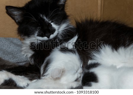 Cat feeding her small kitten in a box