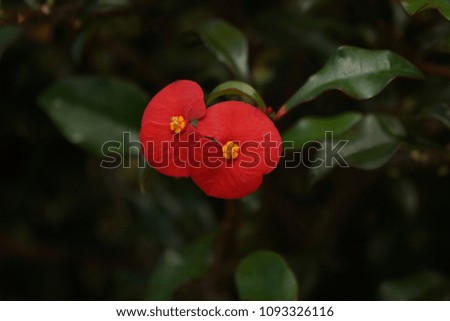Red flowers of a Crown of Thorns in a tropical garden in La Reunion, Indian Ocean
