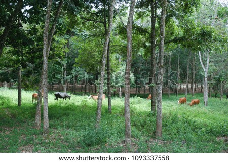 A group of cow eating grasses at the rubber tree land.