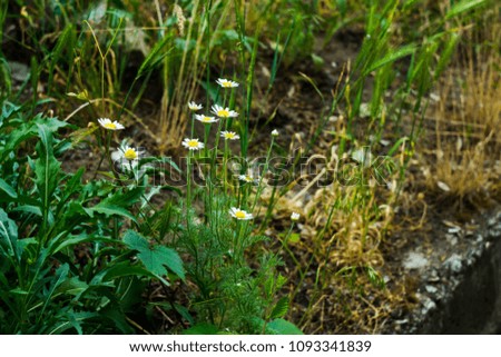 Camomile flower background. Fresh flowers of daisies in the garden. Bloom. Blooming field