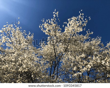 White magnolia against the sky