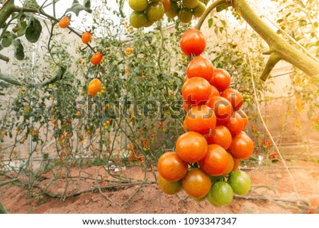 Ripe tomato on tree. High quality free stock photo of red tomato and green tomato on tree