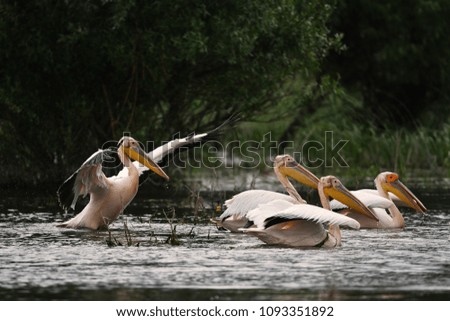 Pelicans in Danube Delta