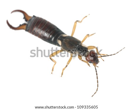 Common earwig (Forficula auricularia) isolated on white background, extreme close up with high magnification