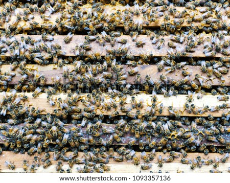 Close up view of working bees on wooden hive box