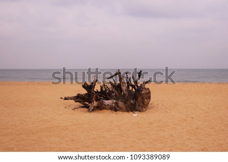 Beach with old wood and birds on it, Wes Anderson colors and vibe