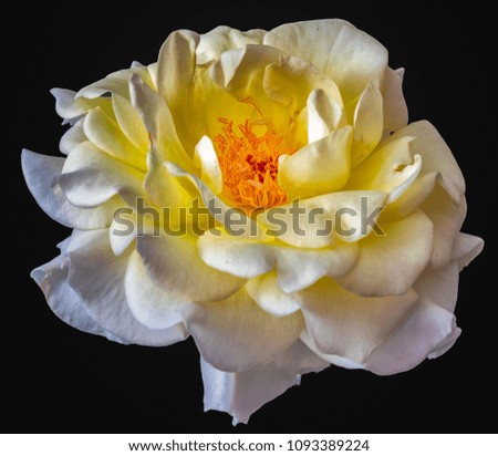 Fine art still life color flower front view macro portrait photo of a wide open blooming yellow white rose blossom with detailed texture on black background
