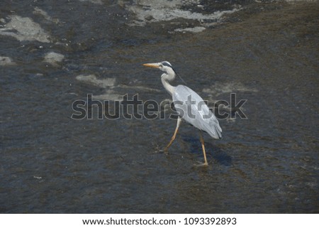 A heron in river looking for food