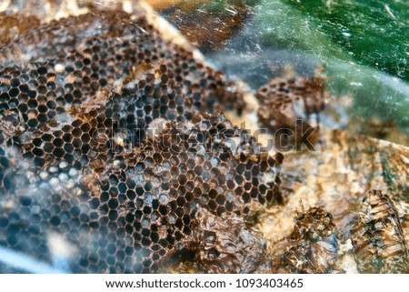 Old Honey combs melting under the sun