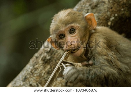 Baby monkey  in nature
