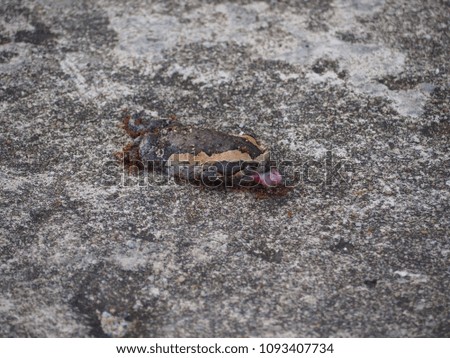 Bullfrog caught dead pedal, ants eating carrion bullfrog.