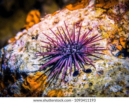 Sea urchin on rock. Sea urchin macro. Marine life at coral reef and its ecosystem at night. Diving and exploring at Maldivian archipelago. Royalty-Free Stock Photo #1093411193