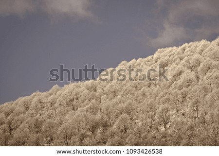 Beautiful winter white snowy frosty frozen cold landscape with snow on tree branches in forest on hill with blue sky sunny day outdoor on natural seasonal background with no people, horizontal picture