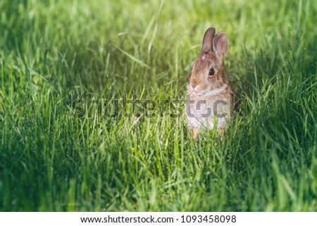 Young eastern cottontail rabbit bunny on fresh spring grass.