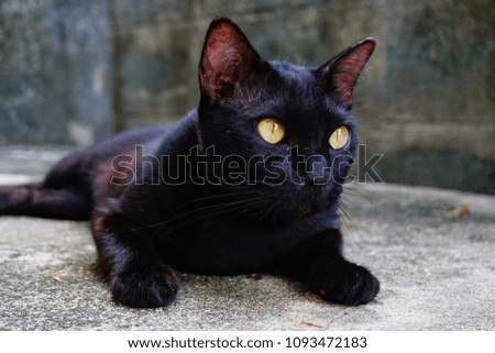 yellow eyes fat black cat is looking at something