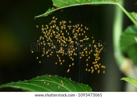 Spiders spin out. The spiderlings disperse and build their own tiny orb webs.