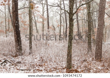high key picture of trees with snow and underbrush