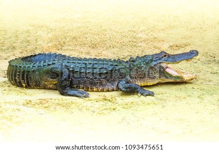 American alligator (Alligator mississippiensis) outdoors in Florida, USA. Dangerous crocodilian reptile with open mouth on yellow sand background.