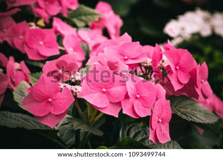 Beautiful bush of pink blooming flowers. Texture for wallpaper or web banner. Blossoming hydrangea close up