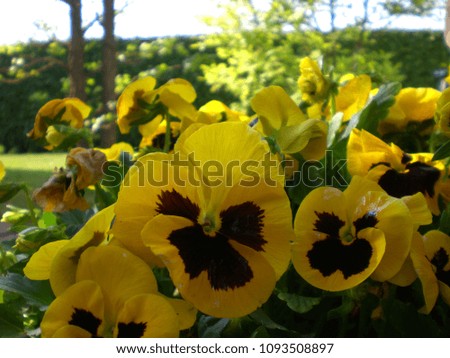 Yellow Pansies in a garden