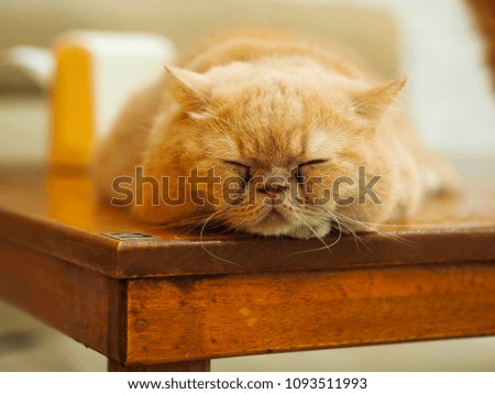 Cat feeling down
