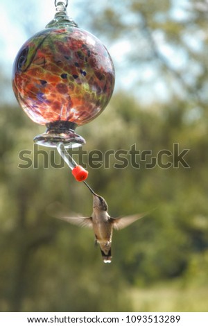 Hdr color image of female hummingbird in flight at backyard glass feeder