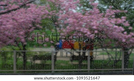 Blur raindrops on window with blur Sakura background in a park