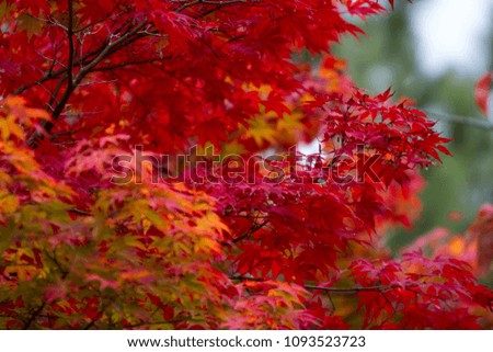 Autumn maple leaves background in Osaka Japan