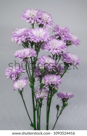 purple Margaret flowers on grey background 