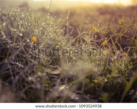 Summer day, toned photo, background with plants